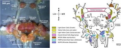 Neuropeptide Localization in Lymnaea stagnalis: From the Central Nervous System to Subcellular Compartments